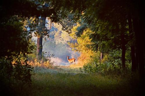 Auberge du chant du coq in Maray