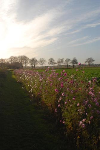 Ümbrus, Het blauwe huis in Beesel