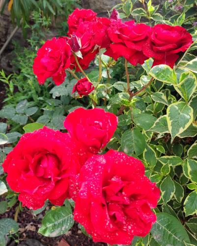 Podere Verdi Colline