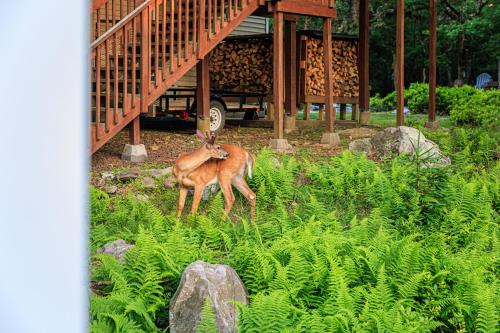 5mi to Big Boulder Hot tub Patio Firepit Fast WiFi 5mi to Big Boulder Hot tub Patio Firepit Fast WiFi
