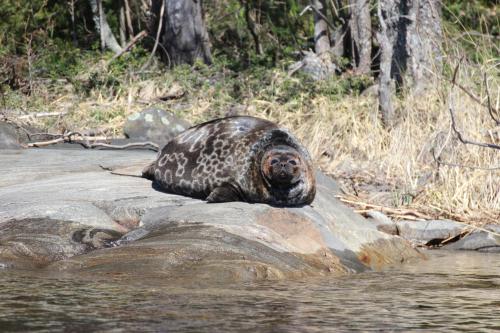 Tallusniemi Villas - main image