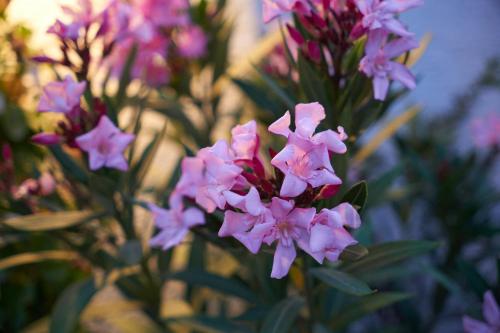 Phellos Suites - image 14