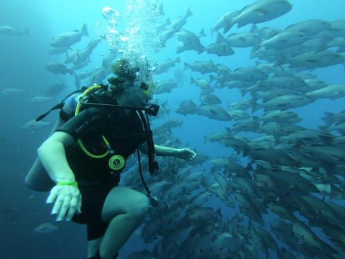 My Hostel in Dahab - Dive center – Dahab, IN