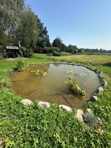 Močvirski Tulipan, Liubliana (foto 7)