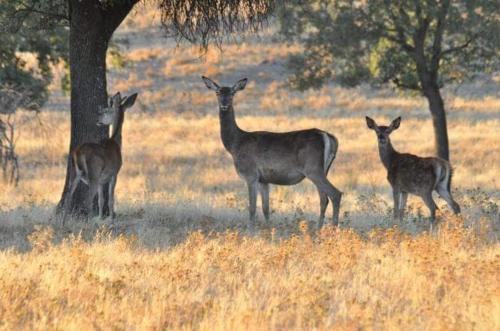 PUEBLO ENCANTO, Apartamento Rural in Herrera Del Duque