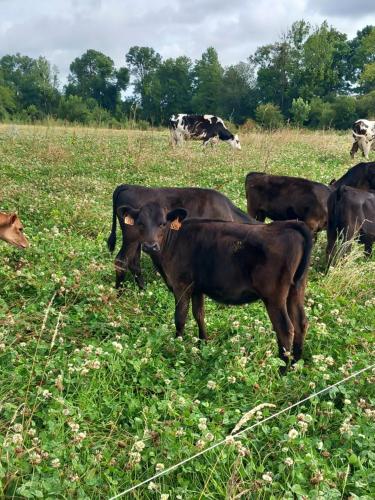 Bienvenu à la campagne (Bienvenu a la campagne) in 永河畔拉羅什