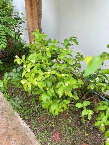 อรุณวิภา หนองคาย in Nong Kom Ko