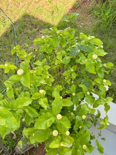 อรุณวิภา หนองคาย in Nong Kom Ko