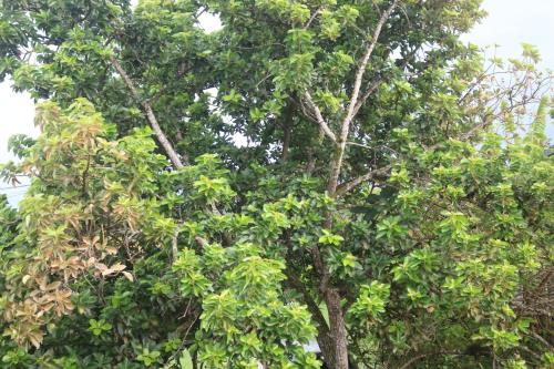 tuin, Emmanuel in Sainte Rose