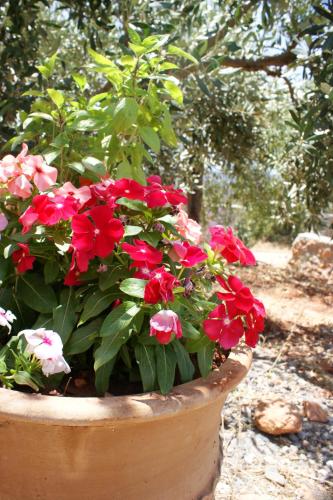 Thelea Mani Thelea Mani