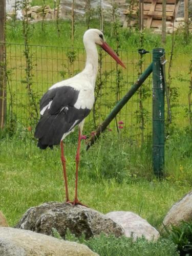 Friedenfelder Nest in Gerswalde, Deutschland