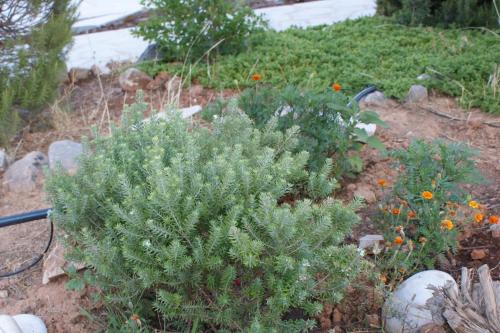 Thelea Mani Thelea Mani