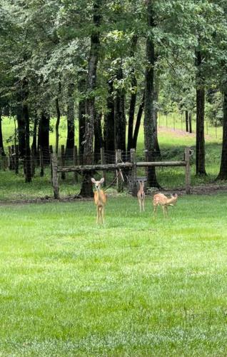 Cozy Country Cabin in the Woods in Dayton (TX)