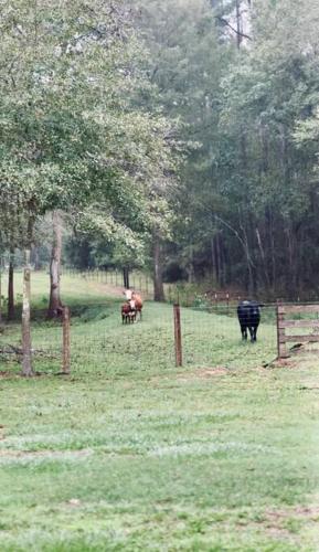Cozy Country Cabin in the Woods in Dayton (TX)