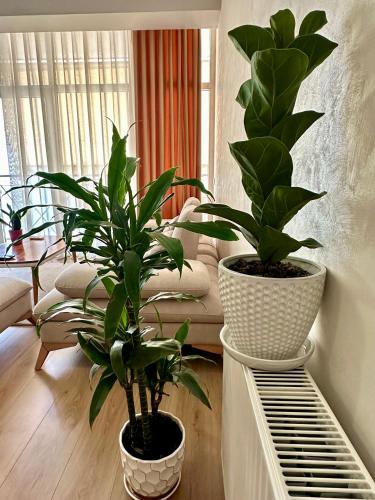 Olive Apartment Tirana, Tirana (photo 4)