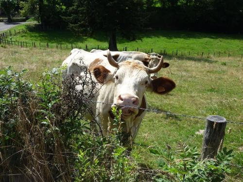 Bienvenue dans le 56 in Chauffailles