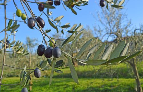 Armonie di Villa Incontri B&B