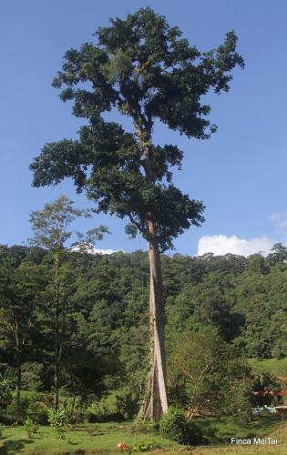 Mei Tai Cacao Lodge