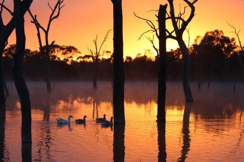 Заобикаляща среда, Boshack Farm Stay Perth in Coondle