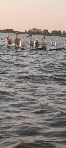 Casa orizont in Sulina