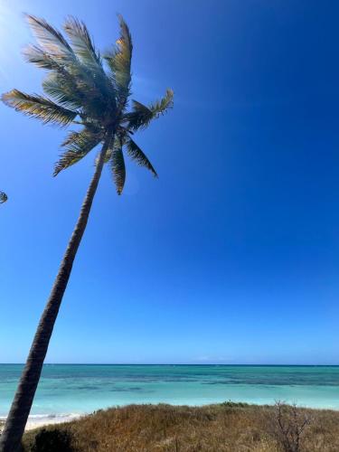 Chuiba Palms in Pemba