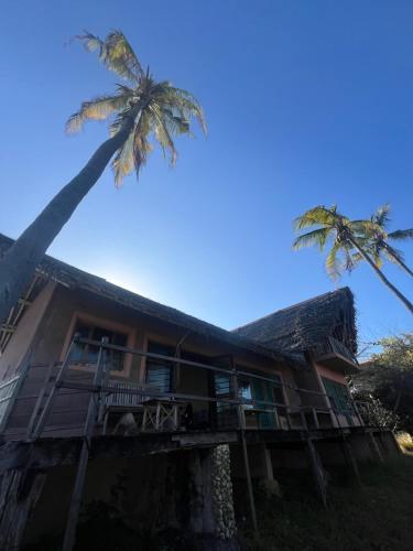 Chuiba Palms in Pemba