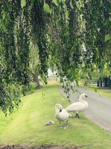 Living Like a Local at Dotties Living Like a Local at Dotties