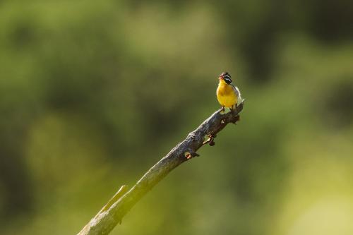 Makongo Hills Lodge Makongo Hills Lodge