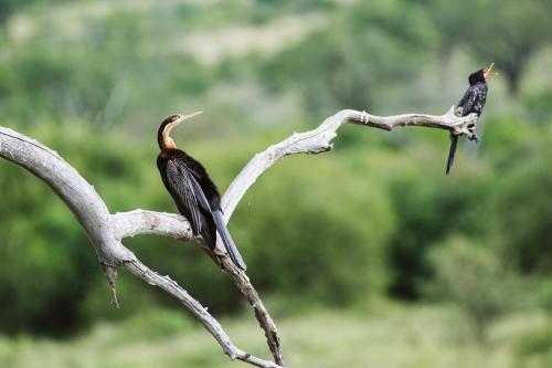 Makongo Hills Lodge Makongo Hills Lodge