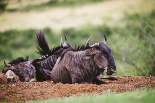Makongo Hills Lodge Makongo Hills Lodge