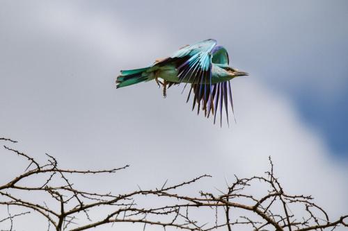 Makongo Hills Lodge Makongo Hills Lodge