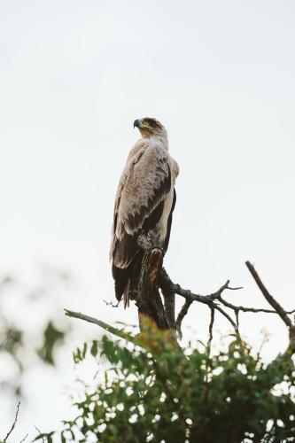 Makongo Hills Lodge Makongo Hills Lodge