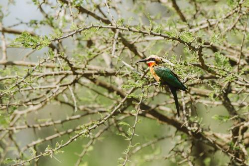 Makongo Hills Lodge Makongo Hills Lodge