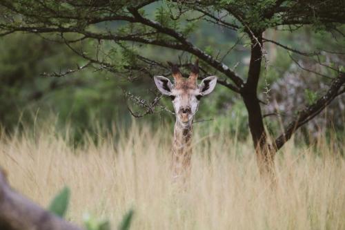 Makongo Hills Lodge Makongo Hills Lodge
