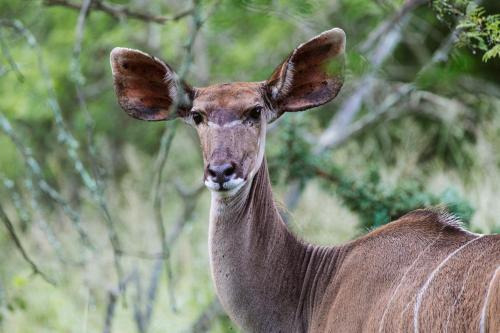 Makongo Hills Lodge Makongo Hills Lodge