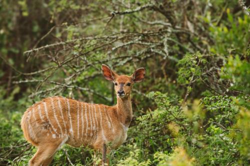 Makongo Hills Lodge Makongo Hills Lodge