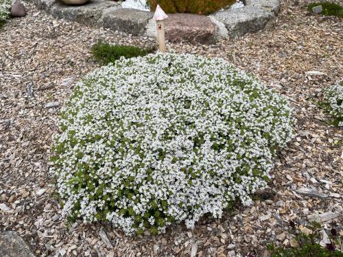 Ferienhaus Family and Friends am Knappensee - Apartment - Knappenrode