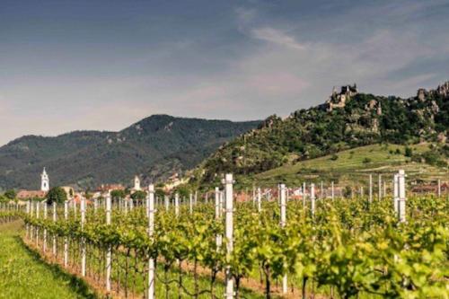 Newly Renovated Cheerful Cottage in Dürnstein (Newly Renovated Cheerful Cottage in Durnstein) in Durnstein