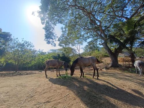 El Paraiso de Carmen