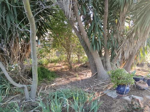 Bohémienne Bohémienne