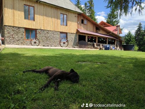 Cabana Virful Muntelui in Horea