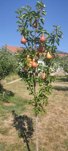Hotel Cider&Squash - image 14