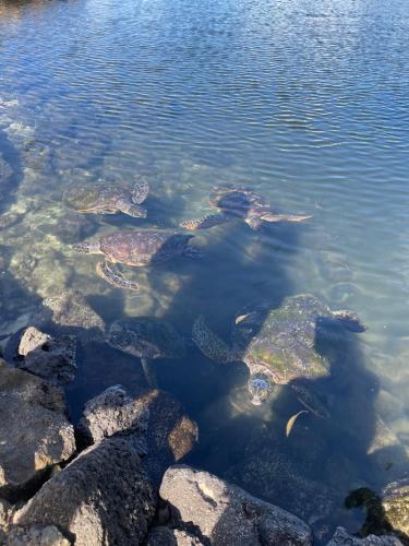 Cerca de lugares turísticos, Sale’aula Lava Studio Apartment in Fagamalo