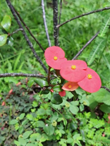 Studio Perle de Zanzibar Trois-Ilets Studio Perle de Zanzibar Trois-Ilets