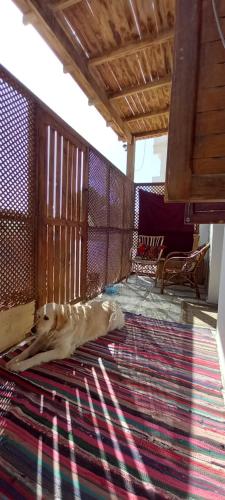 Second line studio, Dahab (zdjęcie 6)