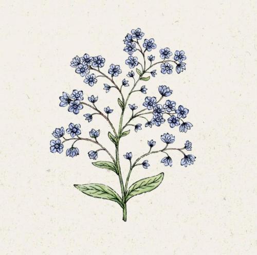 FeWo Vergissmeinnicht FeWo Vergissmeinnicht