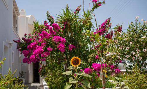 Wisteria Apartments - image 11