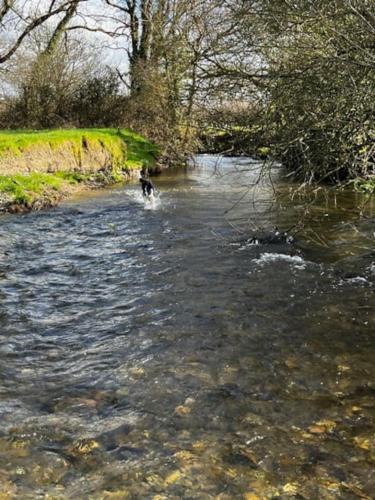 Skats, Little Dolwen - Sioned in Llanwenog