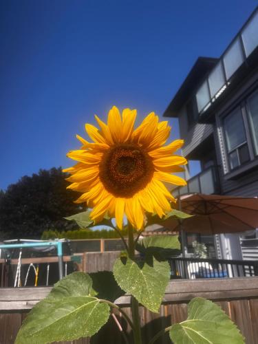 New, Spacious 2 Bedrooms in Downtown With Free Parking!, Maple Ridge (foto 6)