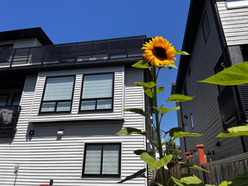 New, Spacious 2 Bedrooms in Downtown With Free Parking!, Maple Ridge (foto 7)